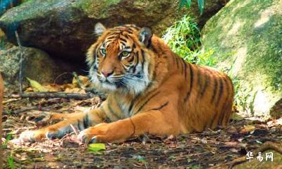 我属虎老公属猴2023年怀孕生一个属兔的宝宝好吗？