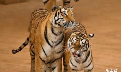 2023年农历四月哪天是属虎人领结婚证的好日子？