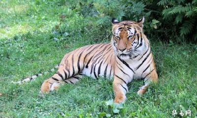 农历2023年闰二月有适合属虎人领证结婚的好日子吗？