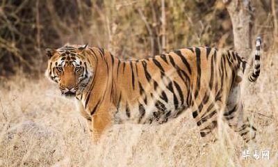 属虎人2023年正月领证黄道吉日一览