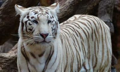 属虎人跟属龙人在2023年结婚好吗？属虎跟属龙婚后幸福吗？