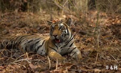 老公属马我属虎2023年兔年怀孕生宝宝合不合适？