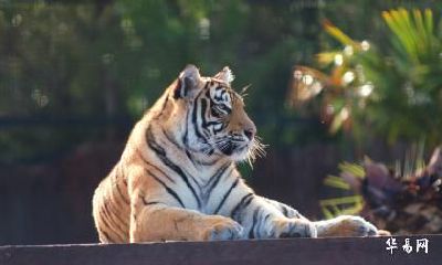 生肖属虎人跟生肖属蛇人可不可以在2023兔年结婚办婚礼？