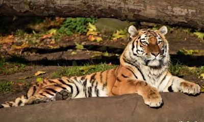 2023兔年属虎人跟属马人结婚怎么样？是结婚吉利年份吗？