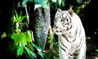 2023年适不适合属虎人跟属鸡人结婚办酒？