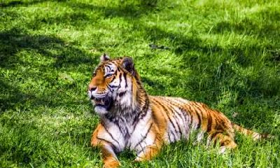 属虎人2023年正月结婚黄道吉日查询