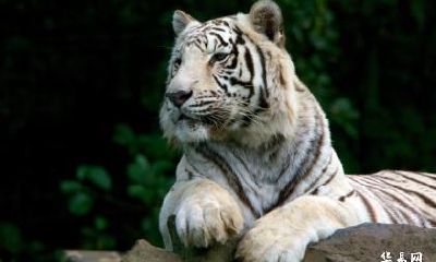 老公属猴我属虎今年2023适合怀孕生宝宝吗？