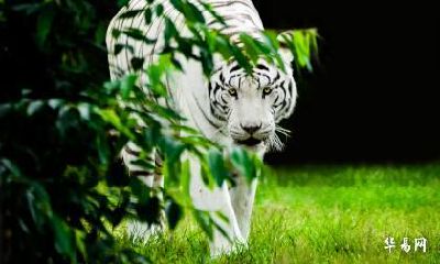 属虎人在2023年跟属狗人结婚合适吗？