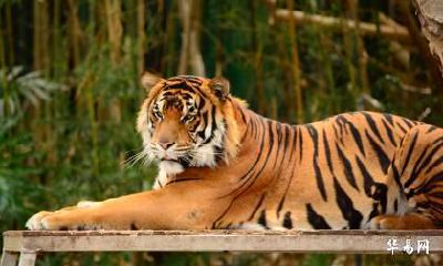 老公属虎我也属虎2023年生属兔宝宝好吗？吉利吗？