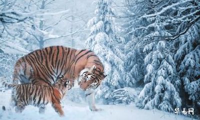 老公属牛我属虎适合在2023年兔年怀孕生宝宝吗？