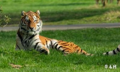 2023年属虎人换工作跳槽好不好？属虎人适合从事什么职业？