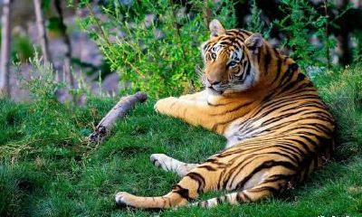 老公属蛇我属虎今年2023年怀孕生孩子怎么样？