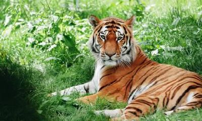 2023年属虎人年龄多大？2023年属虎吉祥物是什么？