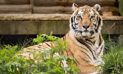 1998年属虎文昌贵人是什么属相？文昌贵人是什么意思？