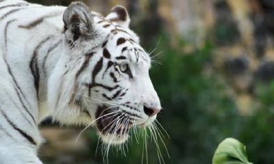 生肖虎婚姻贵人是什么生肖？属虎2021年感情运势好吗？