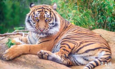 1986年属虎人最难熬的一年是什么年份？为什么难熬？