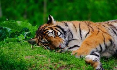 生肖虎48岁过后两喜缠身？分别是什么方面？