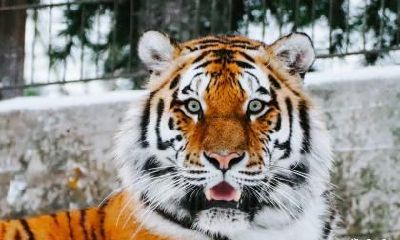 49岁的属虎人在2023年的运势怎么样？有好事吗？