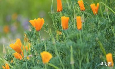 山林之虎是什么意思_山林之虎和望月之兔婚配