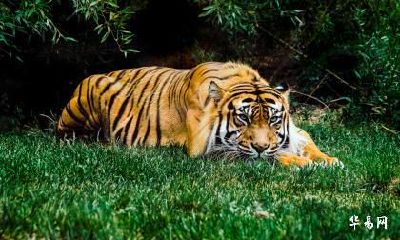 属虎未来5年运势走向 生肖虎未来五年运势分析