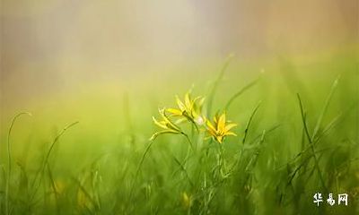 过林之虎是什么意思_过林之虎几月出生好