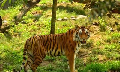 木虎是哪一年出生的 木虎是什么命运