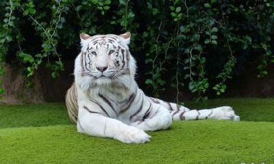 属虎人2023年一整年的运势如何？是好还是坏？