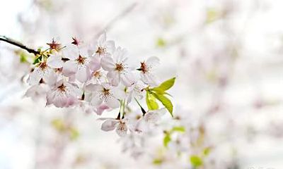 堂里之马是什么意思,堂里之马每个月出生详解