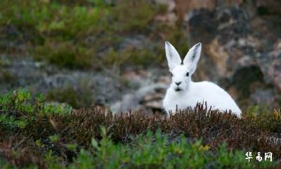 水兔是哪一年出生的 水兔是什么命运