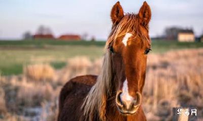 属马最富贵的出生日 哪天出生的属马人命好