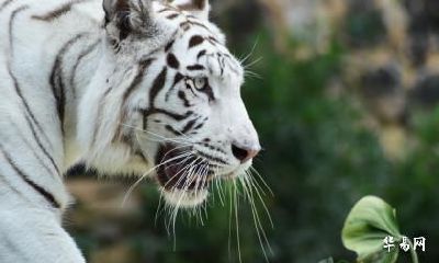 属虎男比属马女大4岁合适吗 虎和马在一起为什么好