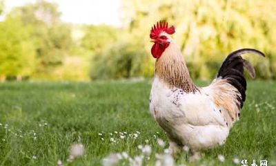 属鸡未来三年运势 生肖鸡的运势好吗