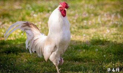 属鸡未来十年运势运程 生肖鸡未来十年运势走向