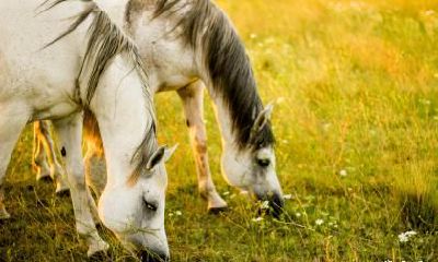 男马比女马大12岁合不合 属于什么婚配