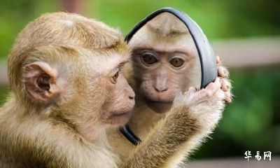 属猴最富贵的出生月份 什么季节出生好