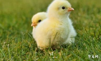 属鸡最富贵的出生时辰 哪个时辰出生命最好