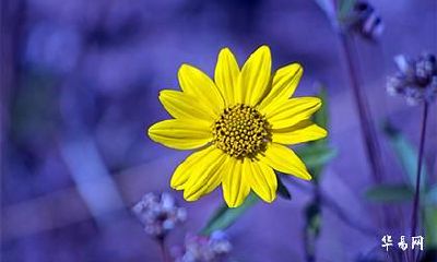 已婚属虎犯桃花不破会怎么样_已婚属虎化解桃花劫