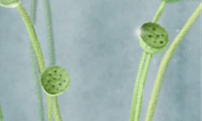 郑博士每周生肖运势【2017.4.24-4.30】