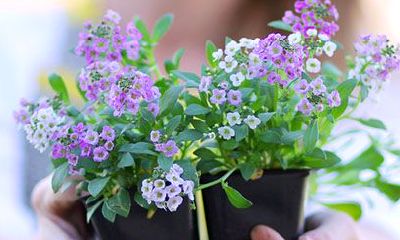 属猴人2022年12月运势