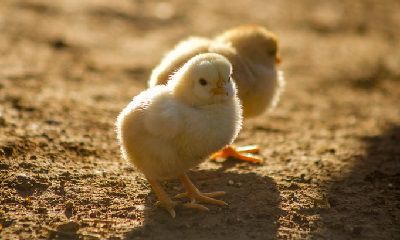 我属鸡老公属猴2022年生属虎宝宝好不好？