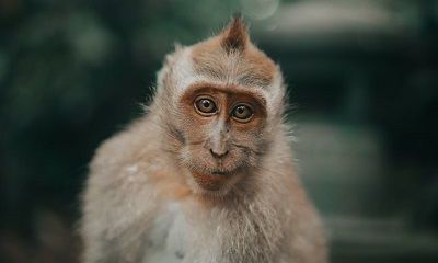 我属猴老公属鸡2022年生宝宝适不适合？