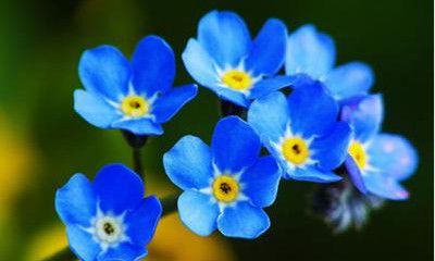 双鱼座女生的幸运花