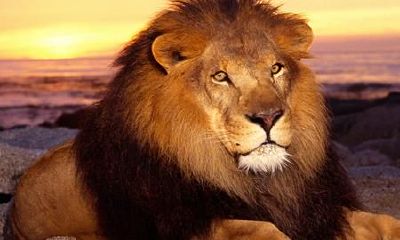 如何给女孩起个唯美的名字