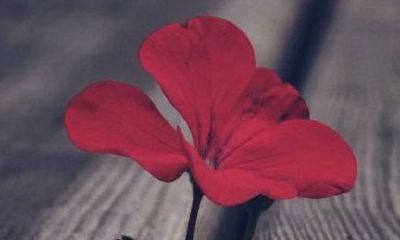 2017年最好的女孩名字排行榜