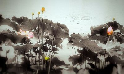 春节出生的女孩名字大全