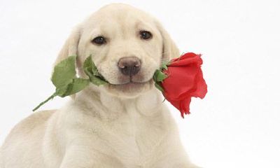 好听的天蝎座英文名字男生