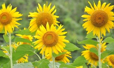 生辰八字起名：2019年3月27号出生的女宝宝怎么样起名字好，五行