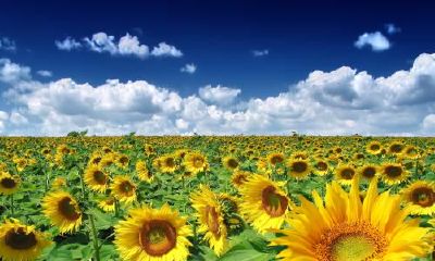 生辰八字起名：2019年3月18号出生的女宝宝怎么样起名字，五行缺