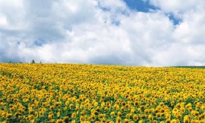 生辰八字起名：2019年3月14号出生的女宝宝怎么样起名字，五行缺