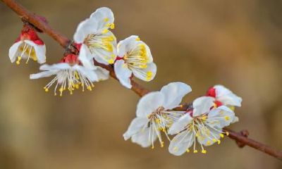 生辰八字起名：2019年3月7号出生的女宝宝怎么样起名字，五行缺什